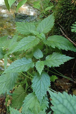 Campanula trachelium \ Nesselblttrige Glockenblume / Nettle-Leaved Bellflower, A Deutschlandsberger Klause 30.6.2022