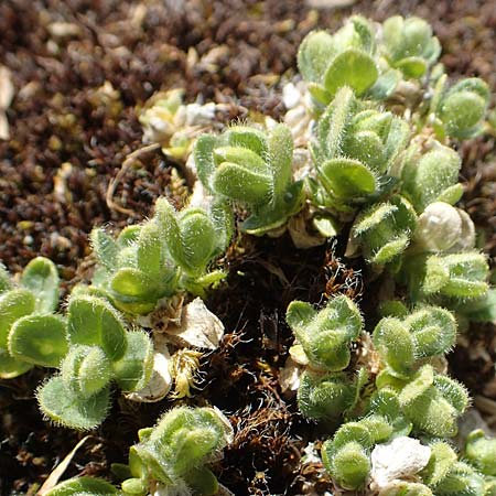 Cerastium uniflorum \ Einbltiges Hornkraut, A Dachstein 10.7.2020