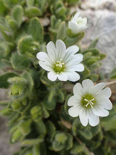 Cerastium uniflorum \ Einbltiges Hornkraut, A Dachstein 10.7.2020