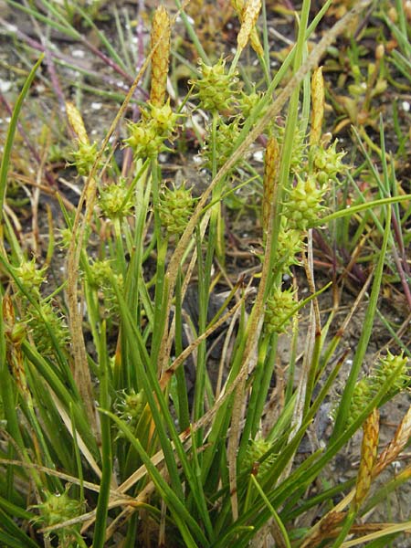 Carex viridula \ Spte Gelb-Segge, A Bregenz 5.5.2007