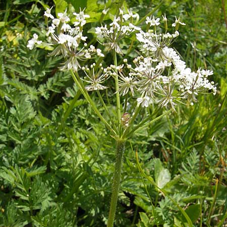 Chaerophyllum villarsii \ Villars' Klberkropf, A Malta - Tal 19.7.2010