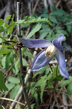 Clematis alpina \ Alpenrebe, Alpen-Waldrebe / Alpine Clematis, A Kärnten/Carinthia, Gallizien 18.5.2016