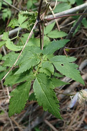 Clematis alpina \ Alpenrebe, Alpen-Waldrebe / Alpine Clematis, A Kärnten/Carinthia, Gallizien 18.5.2016