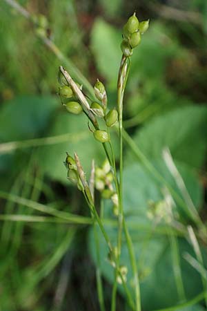 Carex alba \ Weie Segge / White Sedge, A Kärnten/Carinthia, Gallizien 18.5.2016