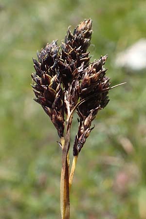 Carex atrata \ Geschwrzte Segge / Black Alpine Sedge, A Kärnten/Carinthia, Petzen 8.8.2016