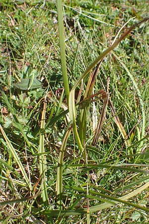 Carex atrata \ Geschwrzte Segge / Black Alpine Sedge, A Kärnten/Carinthia, Petzen 8.8.2016