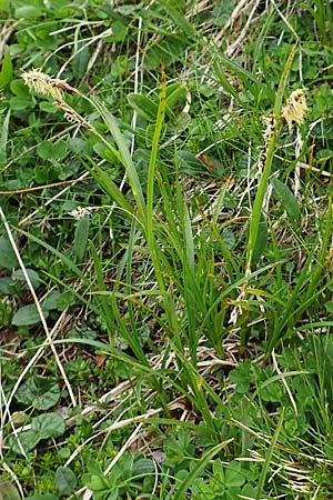 Carex ferruginea \ Rost-Segge / Rusty Sedge, A Schneealpe 30.6.2020