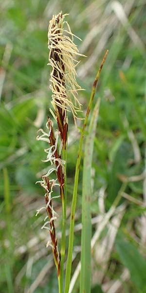 Carex ferruginea \ Rost-Segge / Rusty Sedge, A Schneealpe 30.6.2020