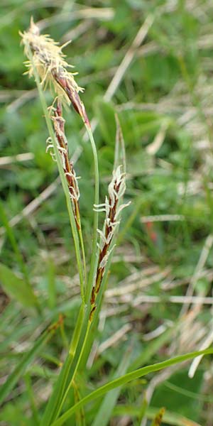 Carex ferruginea \ Rost-Segge / Rusty Sedge, A Schneealpe 30.6.2020
