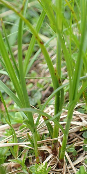 Carex ferruginea \ Rost-Segge / Rusty Sedge, A Schneealpe 30.6.2020