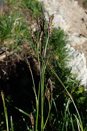 Carex sempervirens \ Horst-Segge, Immergrne Segge / Evergreen Sedge, A Lawinenstein 5.7.2020