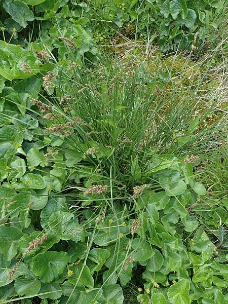 Carex paniculata / Greater Tussock Sedge, A Pusterwald, Eiskar 29.6.2021