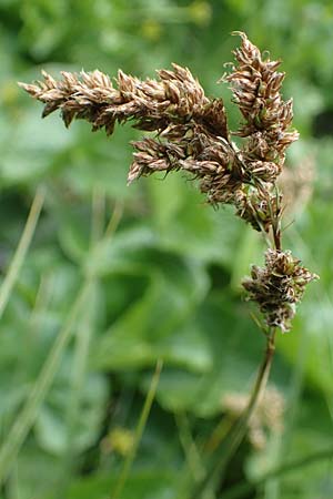 Carex paniculata / Greater Tussock Sedge, A Pusterwald, Eiskar 29.6.2021