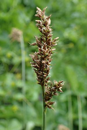 Carex paniculata / Greater Tussock Sedge, A Pusterwald, Eiskar 29.6.2021