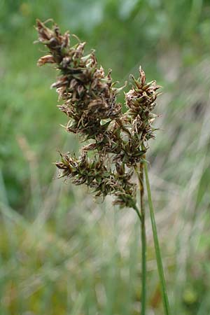 Carex paniculata \ Rispen-Segge / Greater Tussock Sedge, A Pusterwald, Eiskar 29.6.2021