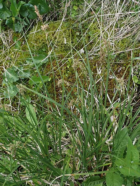 Carex paniculata / Greater Tussock Sedge, A Pusterwald, Eiskar 29.6.2021