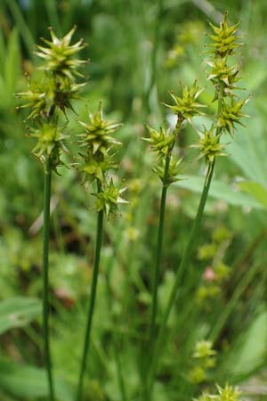 Carex echinata \ Igel-Segge, Stern-Segge / Star Sedge, A Seckauer Tauern, Brandstätter Törl 1.7.2021