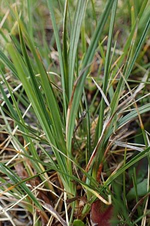 Carex paupercula \ Riesel-Segge, A Niedere Tauern, Sölk-Pass 26.7.2021