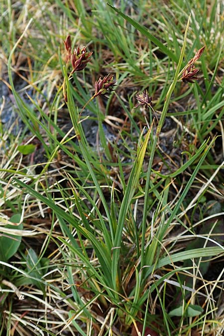 Carex paupercula \ Riesel-Segge, A Niedere Tauern, Sölk-Pass 26.7.2021