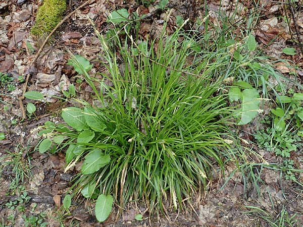 Carex sylvatica \ Wald-Segge / Wood Sedge, A Türnitz 6.5.2022