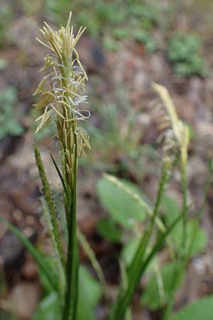 Carex sylvatica \ Wald-Segge / Wood Sedge, A Türnitz 6.5.2022