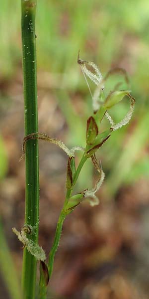 Carex pilosa \ Wimper-Segge / Hairy Greenweed, A Krems 7.5.2022