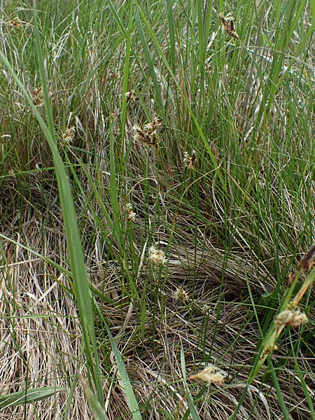 Carex praecox / Vernal Sedge, A Seewinkel, Apetlon 8.5.2022