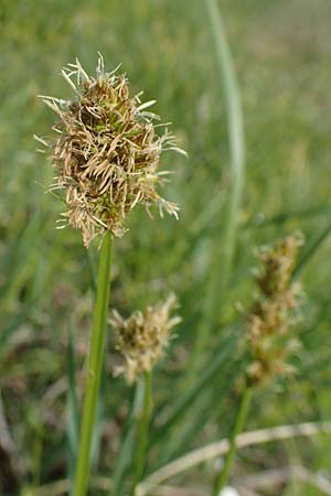 Carex otrubae \ Hain-Segge, Falsche Fuchs-Segge, A Seewinkel, Apetlon 8.5.2022