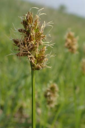 Carex otrubae \ Hain-Segge, Falsche Fuchs-Segge / False Fox Sedge, A Seewinkel, Apetlon 8.5.2022