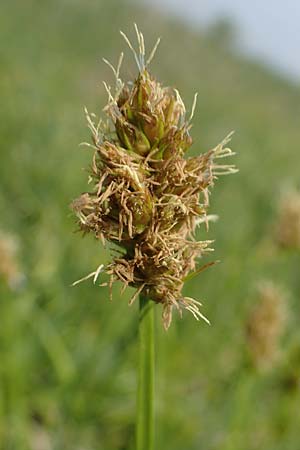 Carex otrubae \ Hain-Segge, Falsche Fuchs-Segge / False Fox Sedge, A Seewinkel, Apetlon 8.5.2022