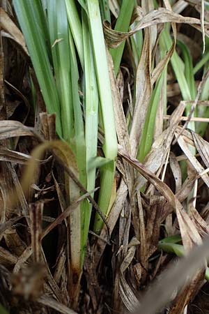 Carex otrubae \ Hain-Segge, Falsche Fuchs-Segge, A Seewinkel, Apetlon 8.5.2022