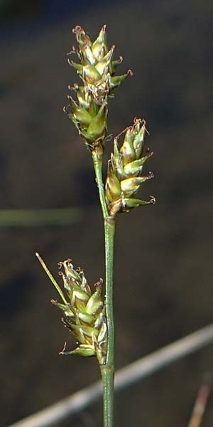 Carex echinata / Star Sedge, A Carinthia, Koralpe 1.7.2022