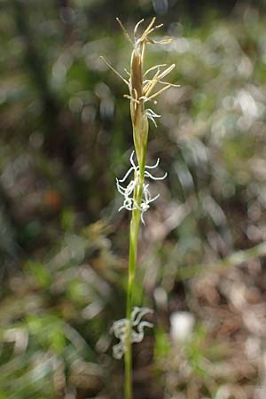 Carex alba \ Weie Segge, A Osttirol, Lienz 5.4.2023