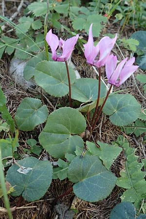 Cyclamen purpurascens \ Europisches Alpenveilchen / Cyclamen, A Kärnten/Carinthia, Petzen 8.8.2016