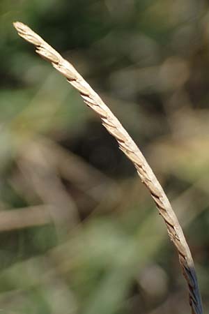 Cynodon dactylon \ Hundszahn-Gras / Bermuda Grass, Cocksfoot Grass, A Seewinkel, Apetlon 23.9.2022