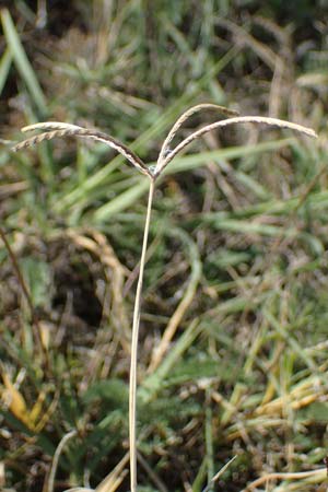 Cynodon dactylon \ Hundszahn-Gras / Bermuda Grass, Cocksfoot Grass, A Seewinkel, Apetlon 23.9.2022