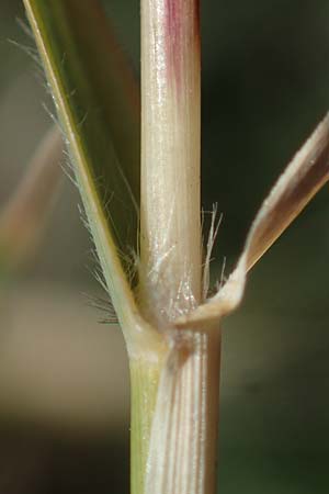 Cynodon dactylon \ Hundszahn-Gras / Bermuda Grass, Cocksfoot Grass, A Seewinkel, Apetlon 23.9.2022