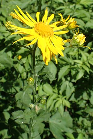 Doronicum austriacum \ sterreicher Gmswurz / Austrian Leopard's-Bane, A Pusterwald 1.7.2019