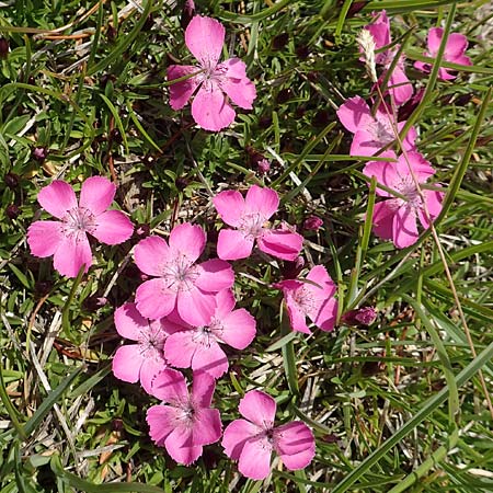 Dianthus alpinus \ Ostalpen-Nelke, A Rax 28.6.2020