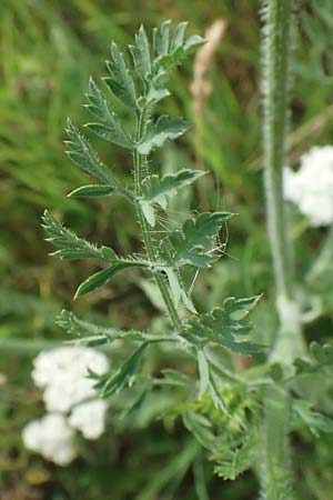 Daucus carota agg. \ Wilde Mhre / Wild Carrot, Queen Anne's Lace, A Seewinkel, Podersdorf 11.7.2023