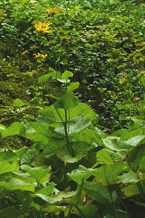 Doronicum cataractarum \ Sturzbach-Gmswurz / Cataract Leopard's-Bane, A Kärnten/Carinthia, Koralpe 9.8.2016