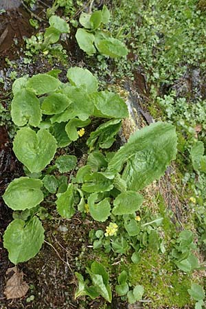 Doronicum cataractarum \ Sturzbach-Gämswurz, A Kärnten, Koralpe 21.5.2016