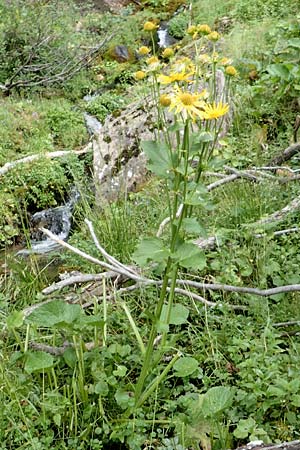 Doronicum cataractarum \ Sturzbach-Gmswurz / Cataract Leopard's-Bane, A Kärnten/Carinthia, Koralpe 9.8.2016