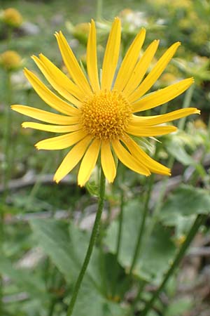 Doronicum cataractarum \ Sturzbach-Gmswurz / Cataract Leopard's-Bane, A Kärnten/Carinthia, Koralpe 9.8.2016