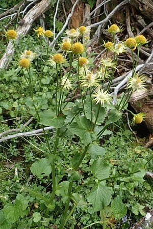 Doronicum cataractarum \ Sturzbach-Gmswurz / Cataract Leopard's-Bane, A Kärnten/Carinthia, Koralpe 9.8.2016