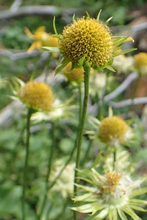 Doronicum cataractarum \ Sturzbach-Gmswurz / Cataract Leopard's-Bane, A Kärnten/Carinthia, Koralpe 9.8.2016