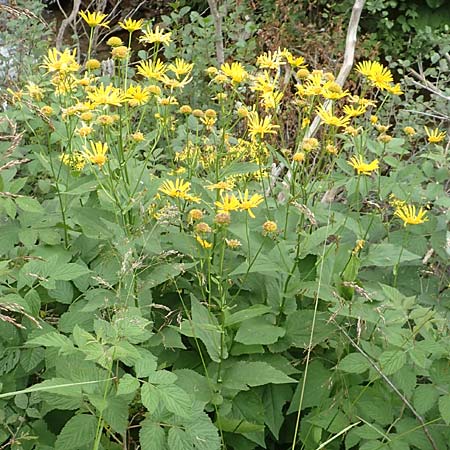 Doronicum cataractarum \ Sturzbach-Gmswurz, A Kärnten, Koralpe 9.8.2016