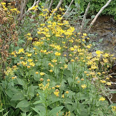 Doronicum cataractarum \ Sturzbach-Gmswurz, A Kärnten, Koralpe 9.8.2016