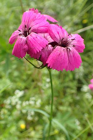 Dianthus carthusianorum subsp. carthusianorum \ Kartuser-Nelke, A Altaussee 9.7.2020