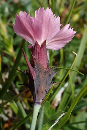 Dianthus carthusianorum subsp. carthusianorum \ Kartuser-Nelke / Carthusian Pink, A Wölzer Tauern, Kleiner Zinken 26.6.2021